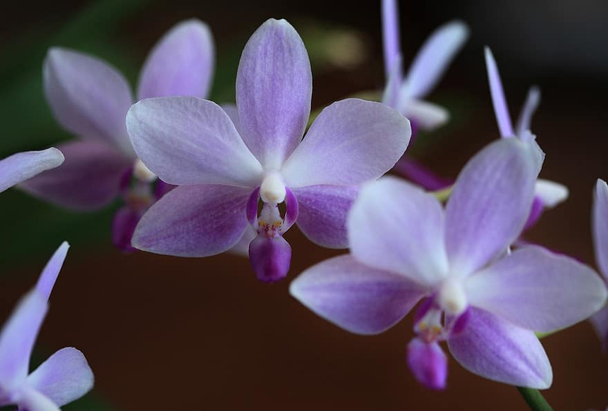 orkidéer, blommor, lila orkidéer, kronblad, lila kronblad, blomma, natur