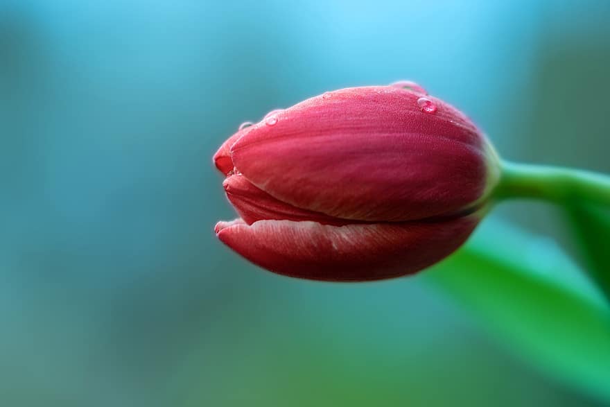 tulipaner, vårblomst, blomst, blomstre, begynnelsen av våren, vår, dewdrop, anlegg, tulipan, petal, blomsterhodet