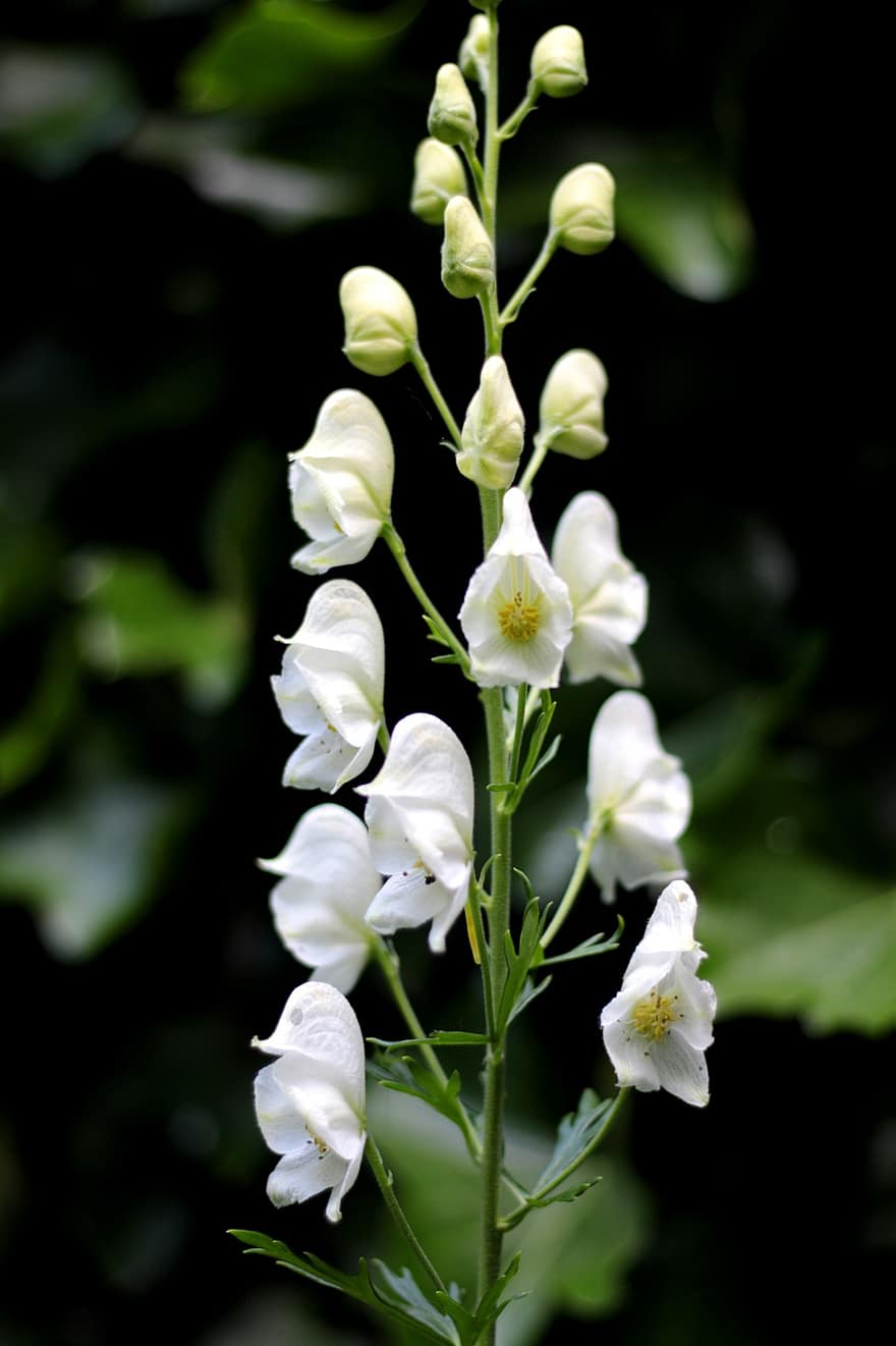 ακονίτο, λευκό, λουλούδια, κήπος, τοξικός, φυτό