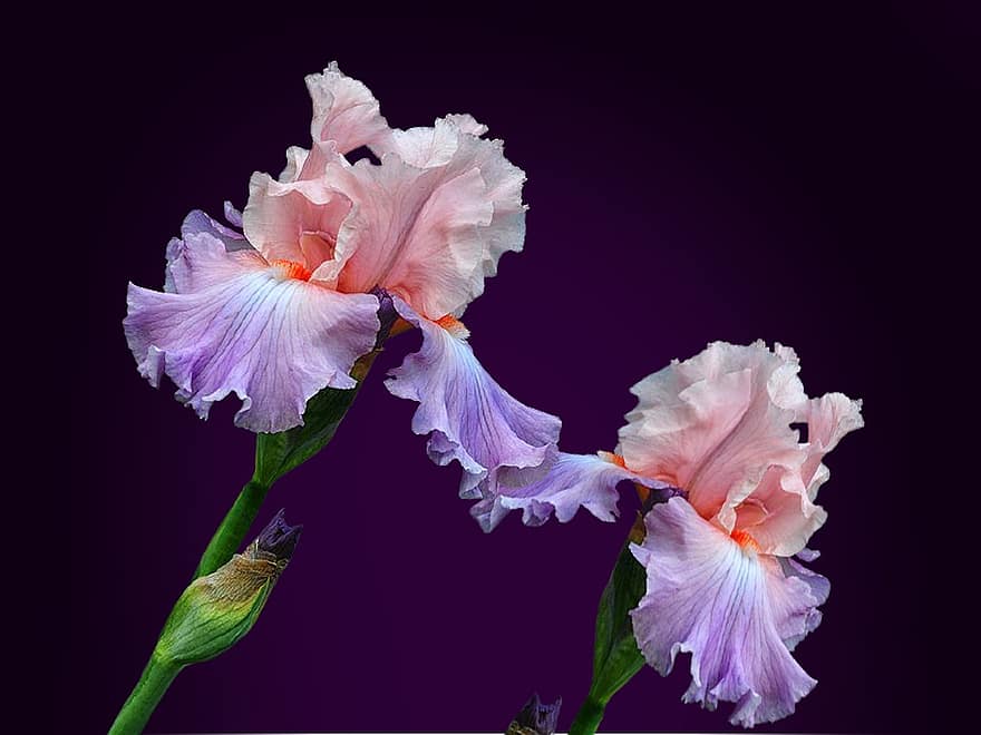 Iris, fleurs, Floraison, fleur, Pétales d'iris, pétales, plante, flore