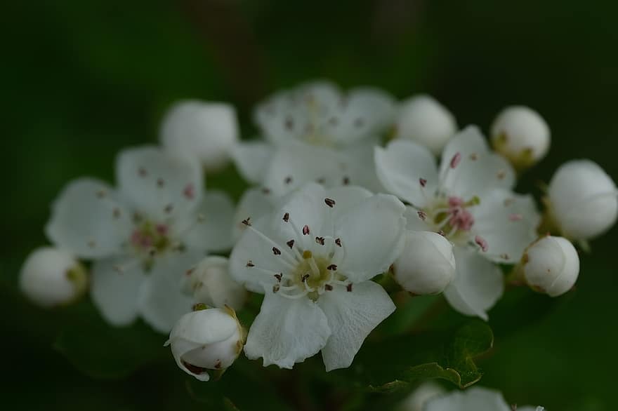 fiore, Biancospino delle Midland, biancospino, fiorire, petali, pianta, arbusto, fiore bianco, bianca