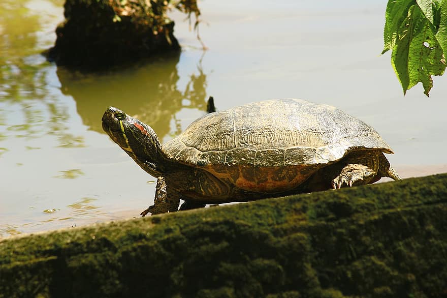 De schildpad in het meer, muziek-, meer, water, natuur, Påsk, groen, achtergrond, bruin, dieren in het wild, rivier-