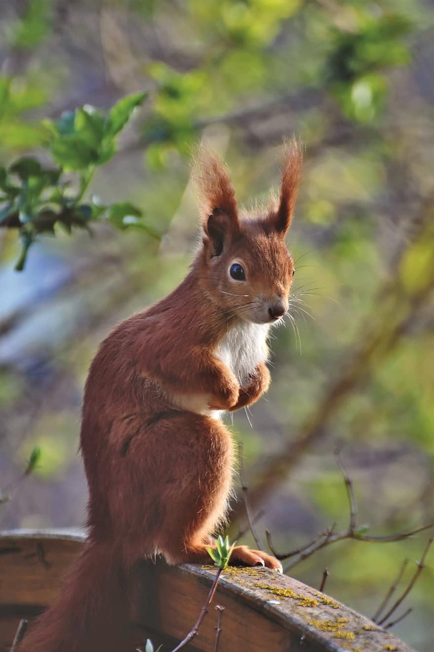 scoiattolo rosso, roditore, animale, scoiattolo, scoiattolo rosso eurasiatico, sciurus vulgaris, natura