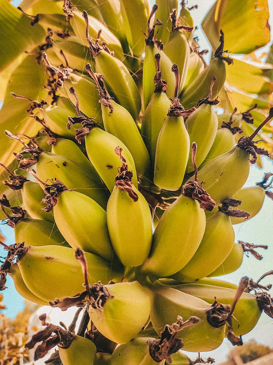 banaanit, hedelmät, kimppu, haara, trooppisia hedelmiä, banaanipuu, puu, ruoka, kasvit, kypsymätön, luonto