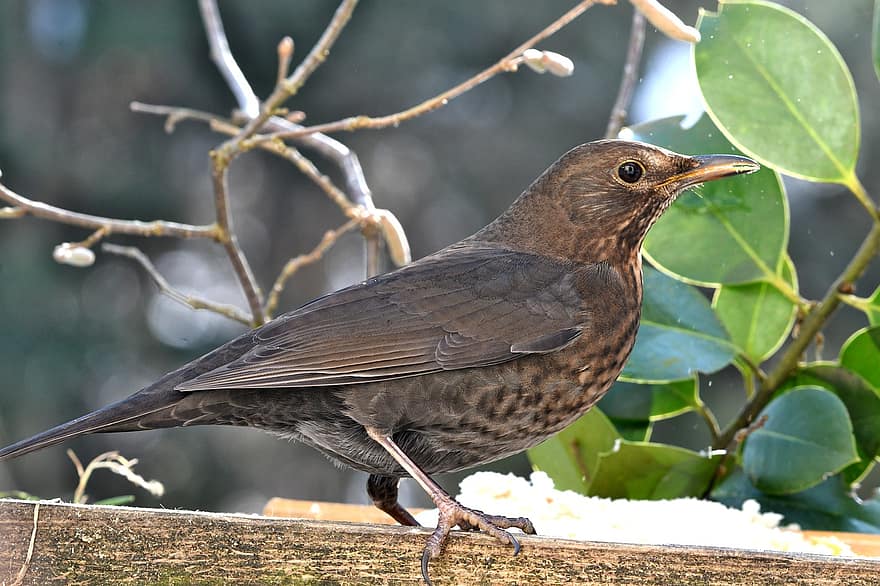 kvindelige blackbird, fugl, solsort, fjer, fjerdragt, perched, perched fugl, ave, aviær, ornitologi, fauna
