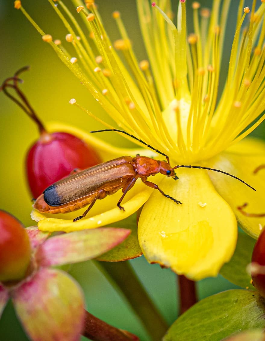 kumbang, serangga, mekar, berkembang, st john's wort, buah-buahan, kuning, merah, menyelidiki, antena, bunga
