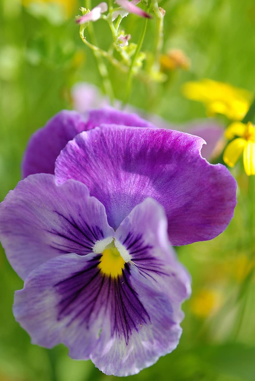 maceška, nachový, viola, květ