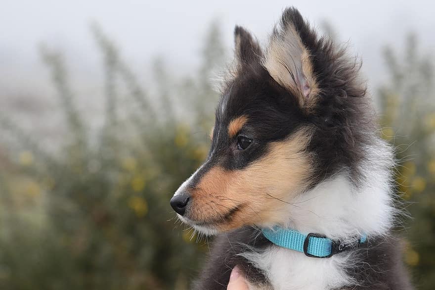 shetland sheepdog, hund, hundehvalp, kæledyr, sheltie, dyr, ung hund, indenlandske, hunde