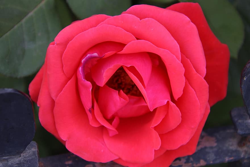 Rosa, Rosa roja, flor, planta, floración, pétalos, planta floreciendo, planta ornamental, jardín