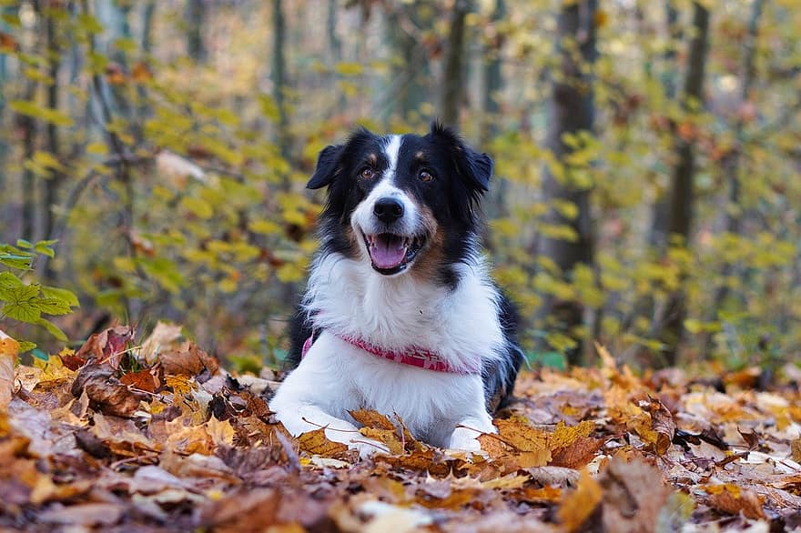 perro, bosque, otoño, mascota, animal, Perro domestico, canino, mamífero, linda, encantador, al aire libre