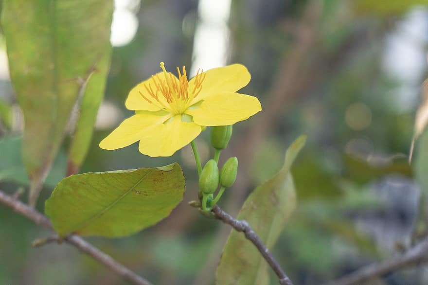 Yellow Mai Flower, Flower, Plant, Apricot Blossom, Yellow Flower, Petals, Buds, Bloom, Spring Flower, Leaves, Branch