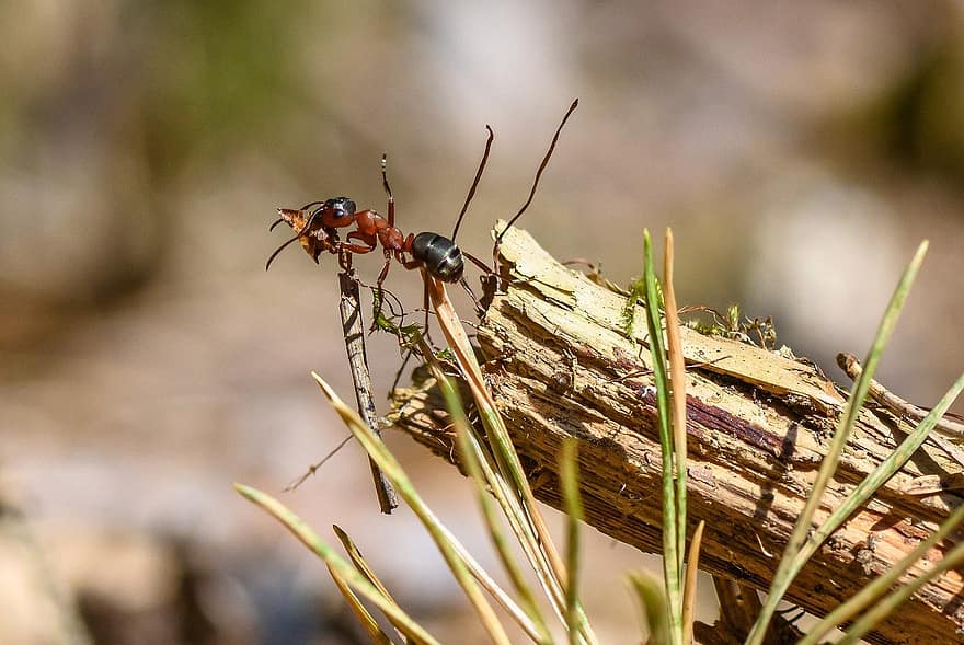rode houten mier, mier, insect, mos, bosgrond, natuur, macro, detailopname, dieren in het wild, blad, tak