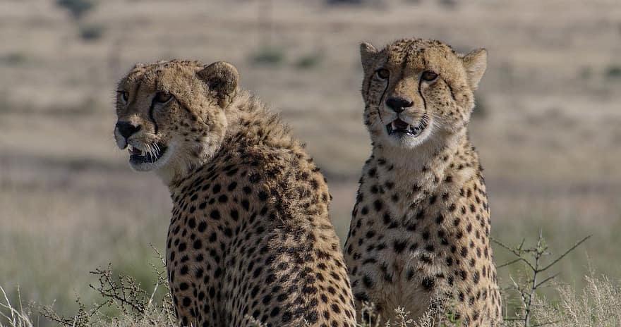 Cheetah, binatang, safari, margasatwa, mamalia, kucing besar, Hewan liar, predator, karnivora, kucing liar, berbahaya