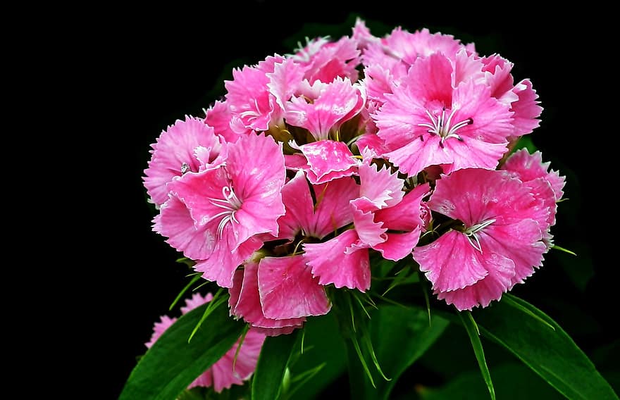 China Pink, kwiaty, roślina, Dianthus, gożdziki, różowe kwiaty, płatki, kwiat, ogród, zbliżenie, kolor różowy