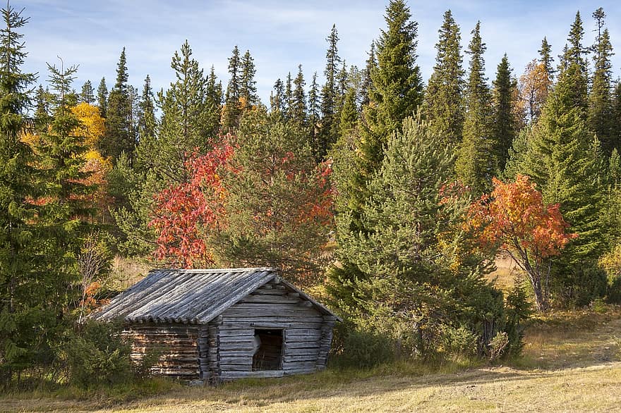 natuur, herfst, schuur, landschap, Bos, Ruska, Lapland, Finland, vallen, seizoen, buitenshuis
