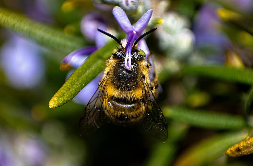 Biene, Insekt, Blume, Hummel, Nektar, Pflanze, Natur, Nahansicht, Makro, Bestäubung, grüne Farbe