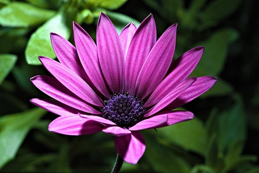 flor, margarita africana, flor Purpura, jardín, naturaleza
