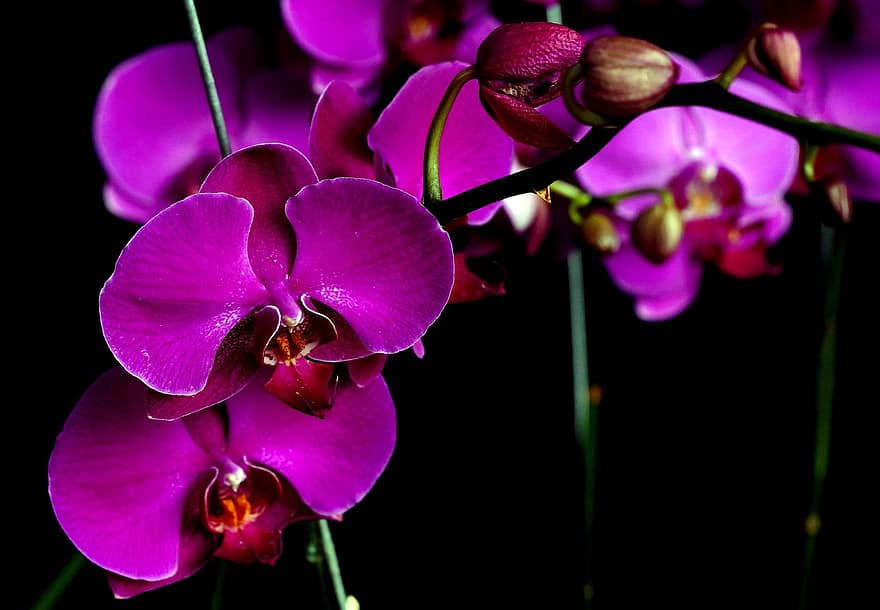 orhidejas, phalaenopsis, ziedi, purpura orhidejas, purpura ziedi, ziedlapiņām, purpura ziedlapiņas, zied, zieds, augu, flora