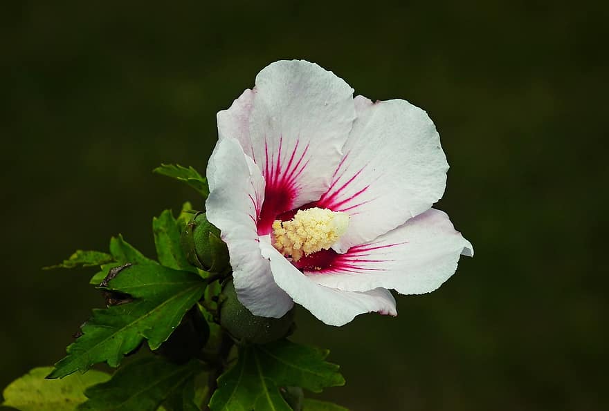 hibiskus, blomma, vit hibiskus, trädgård, kronblad, vita kronblad, flora, växt, natur