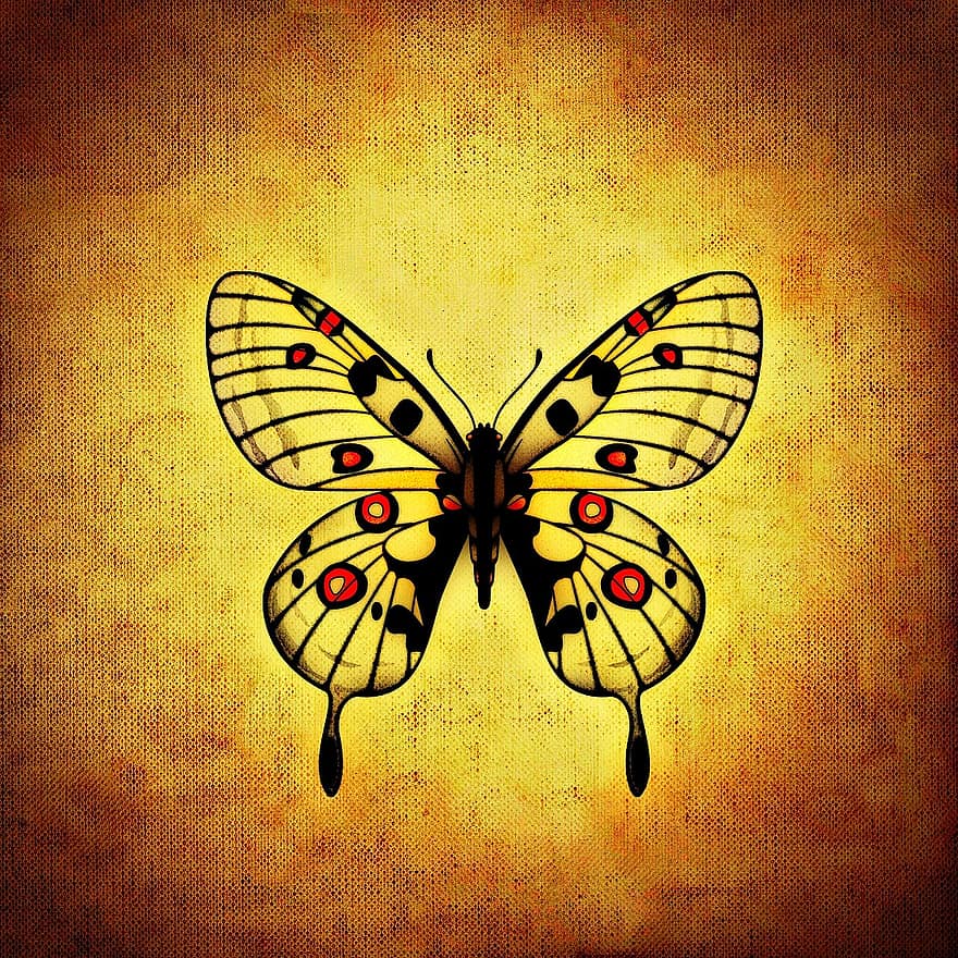 motýl, hmyz, vícebarevný