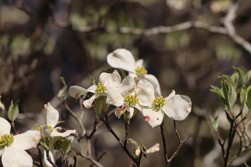 Dogwood, Flowering Dogwood, White Flowers, Cornus Florida, Nature, Flowers, Blossom, Spring, Background, flower, close-up