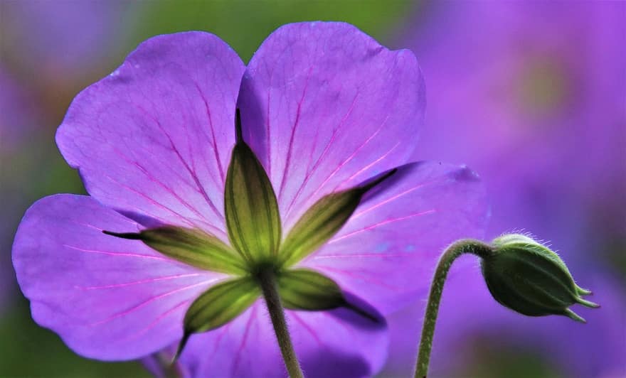 ungu, cahaya, di pagi hari, bunga liar, cranesbill, bawah, pencahayaan belakang, bunga ungu, Budziszkowate, hdr, bunga musim panas