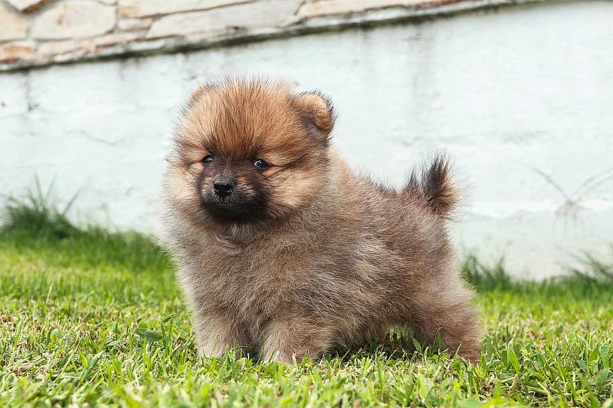 perrito, perro, pomeranio, Pomerania marrón, animal, mamífero, linda, mullido, encantador, juguetón, pequeña