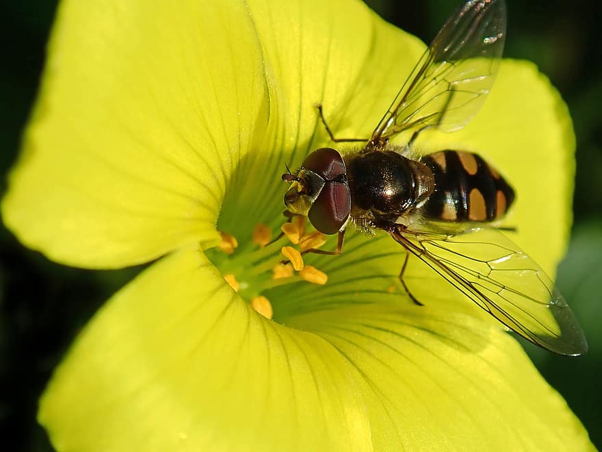Flower, Fly, Petals, Insect, Hover Fly, Sour Sob, Oxalis, Wildlife, Garden