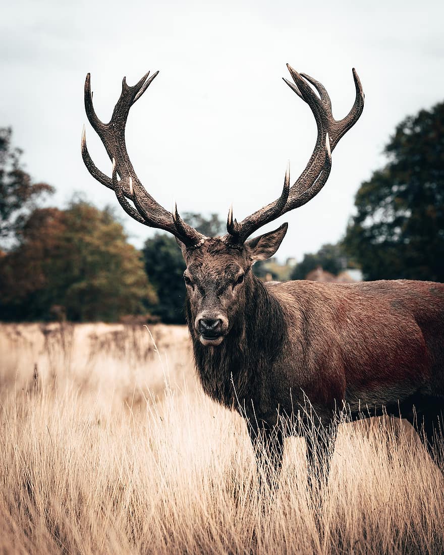 Deer, Antler, Animal, Forest, Mammal, Nature, Wildlife, Wild Animal, Wildlife Photography, White-tailed Deer, Woods