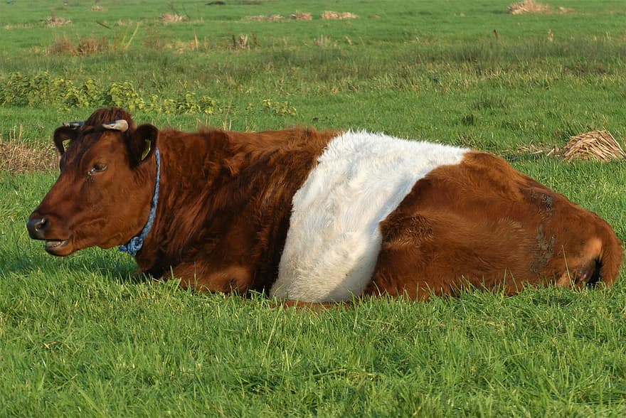 Cow, Pasture, Mammal, Rehashing, Farm, Grass, Landscape, Agriculture, Grassland, Herkauwer, Countryside