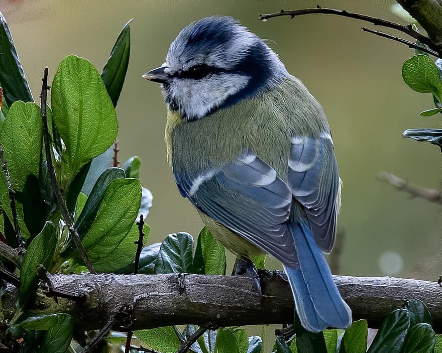 blå tit, fugl, perched, tit, dyr, fjær, fjærdrakt, nebb, regning, fugletitting, ornitologi
