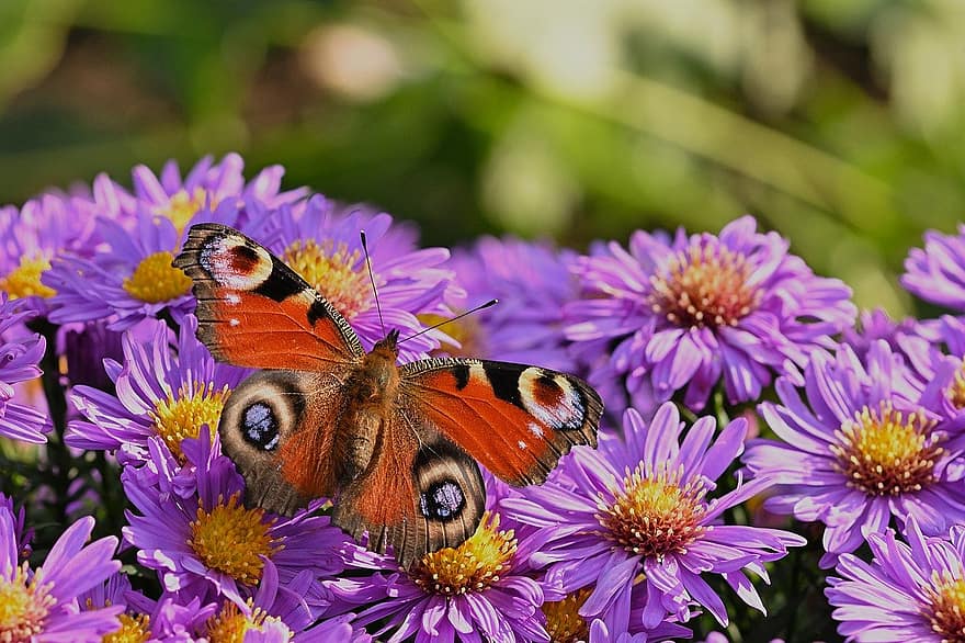 butterfly, peacock butterfly, flower