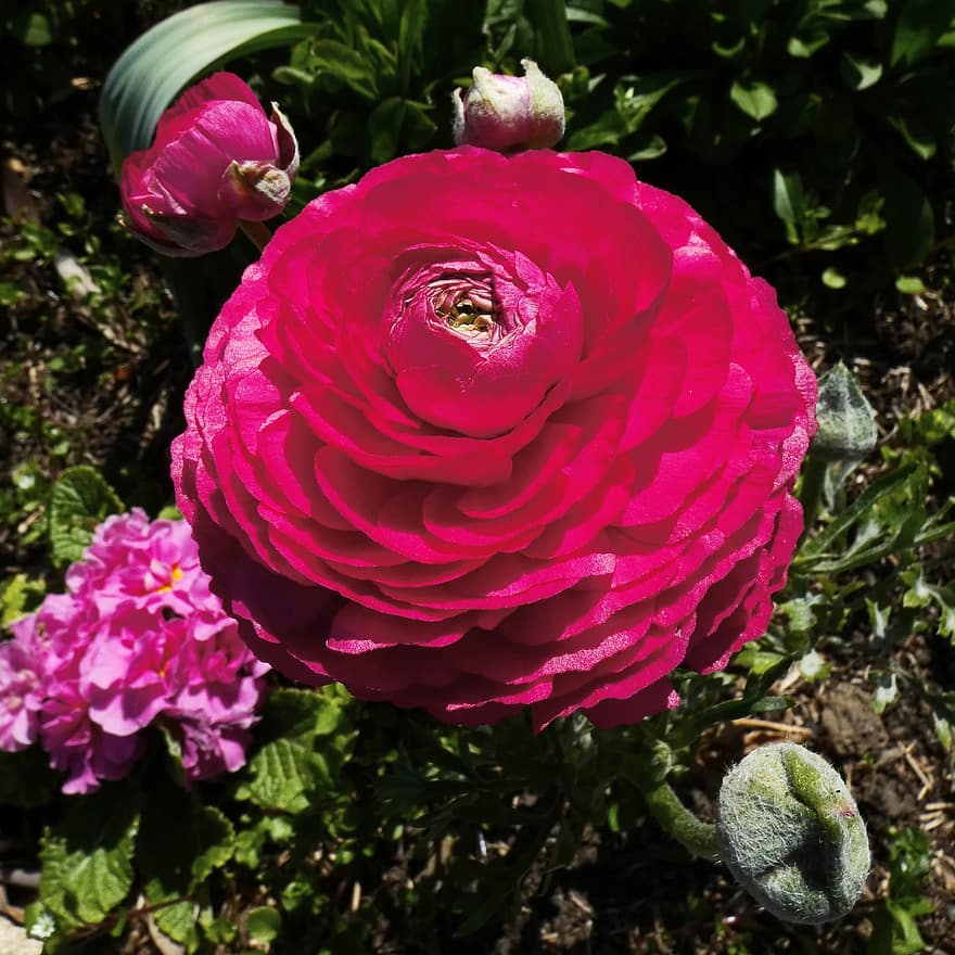 ranunculus, ranuncle, flors de color rosa, flora, primavera, naturalesa, jardí, pètal, primer pla, flor, planta