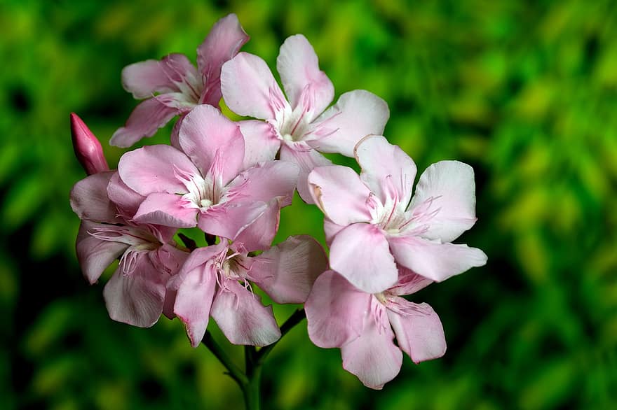 oleandere, blomster, rosa blomster, petals, rosa petals, blomst, blomstre, flora, anlegg, natur