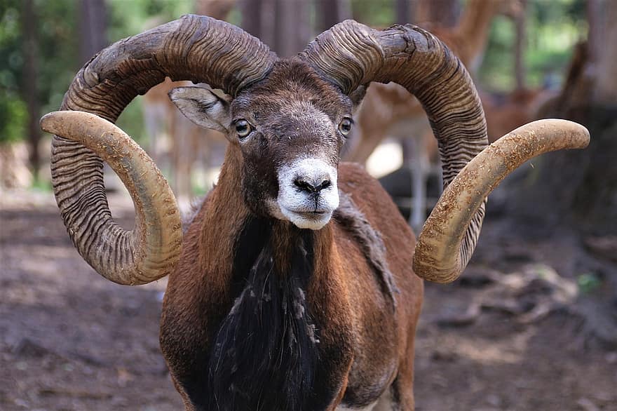 Goat, Animal, Horns, Nature, Mammal, Animal World, Wild