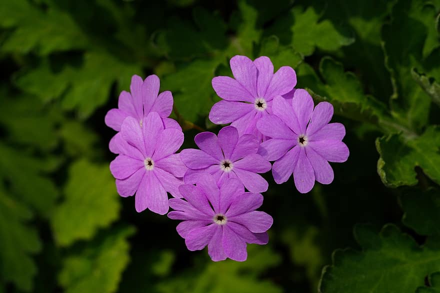 Flowers, Primrose, Bloom, Blossom, Botany, Wildflower, Spring, Republic Of Korea, Plant, close-up, flower