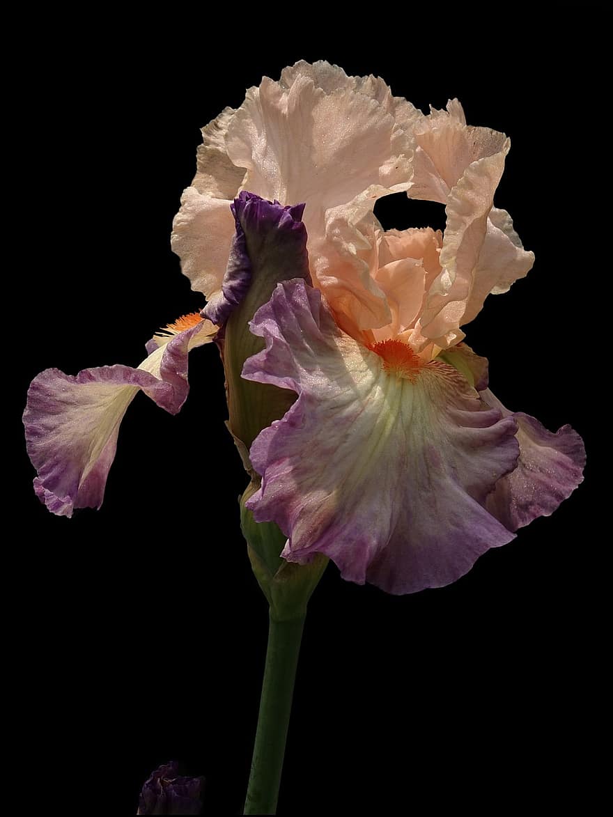 iris, iris barbuto, giglio di spada, fiore, fiorire