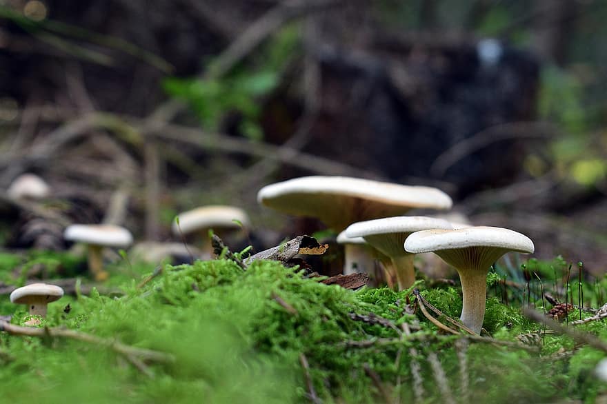 jamur, jamur payung, alam, hutan, lantai hutan