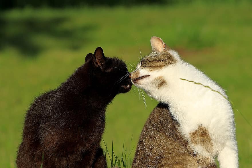 koty, koty domowe, na dworze, Całowanie kotów, zwierzęta domowe, kotów, Kot domowy, uroczy, koci, kotek, trawa
