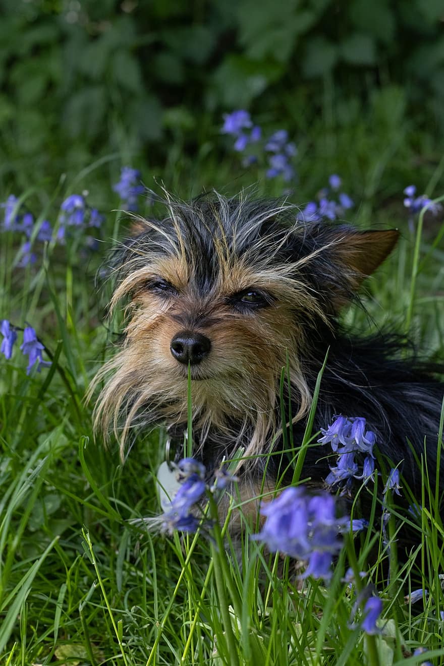 weide, hond, dier, chihuahua, Chihuahua Yorkie-mix, bloemen, tuin-, natuur, huisdier, schattig, gras