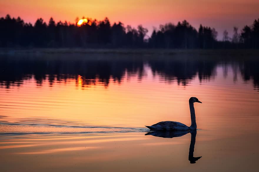 лебедь, озеро, заход солнца, вечер, плавание, птица, водоплавающие, водяная птица, водная птица, животное, лес