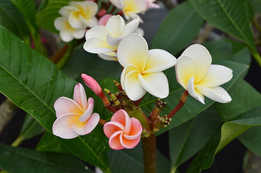 Blume, Pflanze, Hawaii, Blätter
