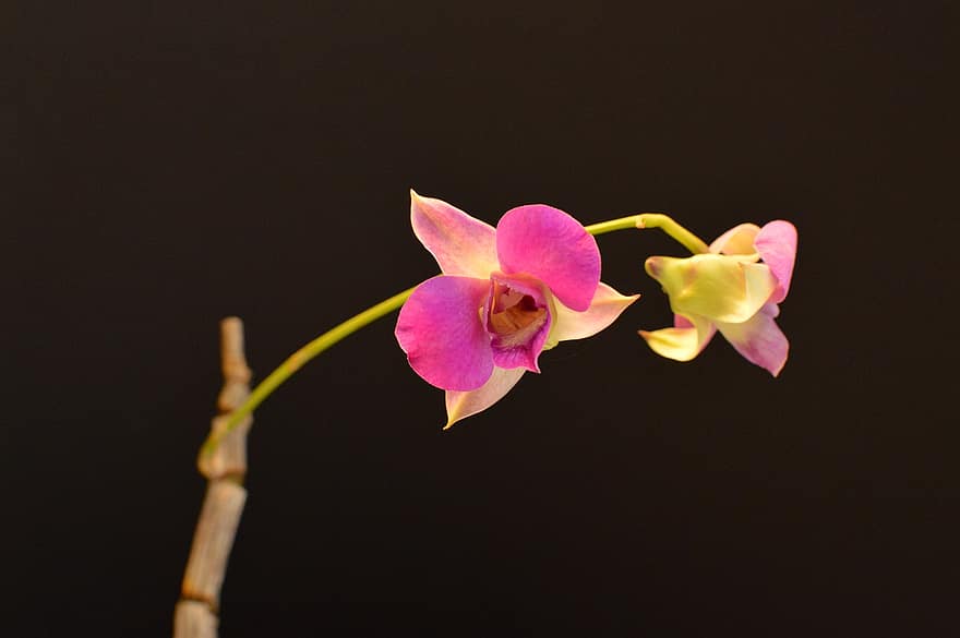orchidee, bloem, natuur, bloemen, planten, schoonheid, detailopname, fabriek, bloemblad, blad, bloemhoofd