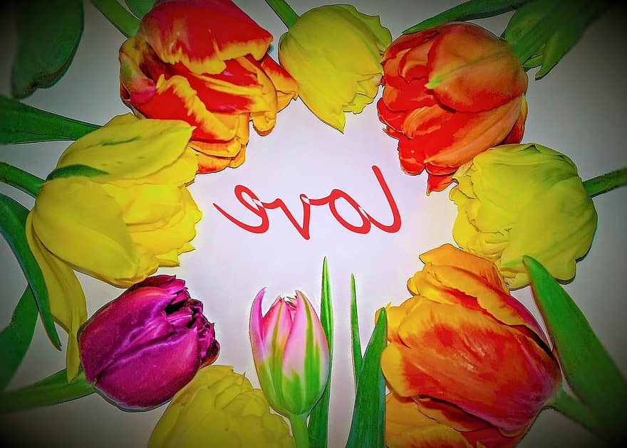 tulipas, flores, Dia dos namorados, cumprimento, saudação floral, várias cores, preenchidas, Círculo organizado na forma de, romântico