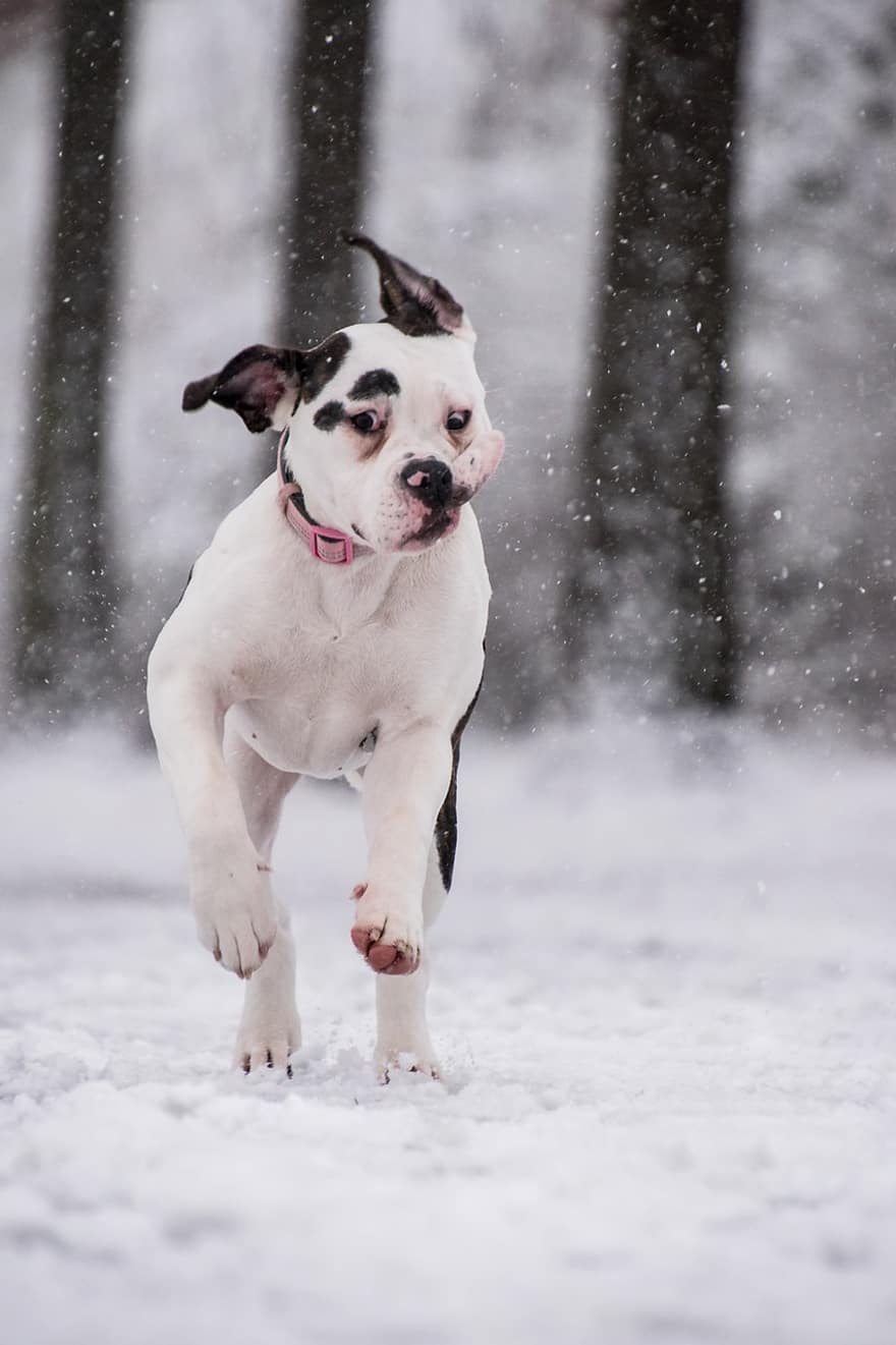 boxer, cão, neve, nevando, animal, cão doméstico, canino, mamífero, fofa, corrida, Toque