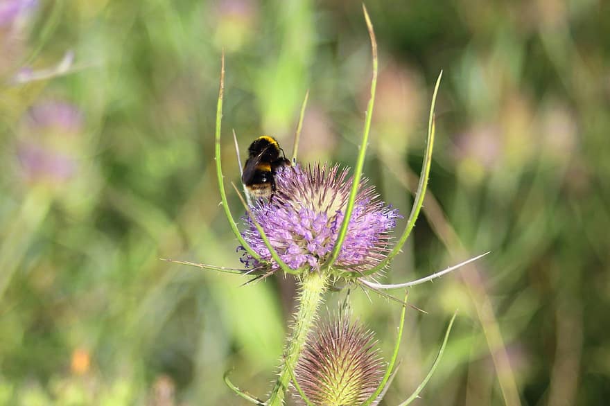 méh, rovar, beporoz növényt, beporzás, virág, szárnyas rovar, szárnyak, természet, hymenoptera, rovartan