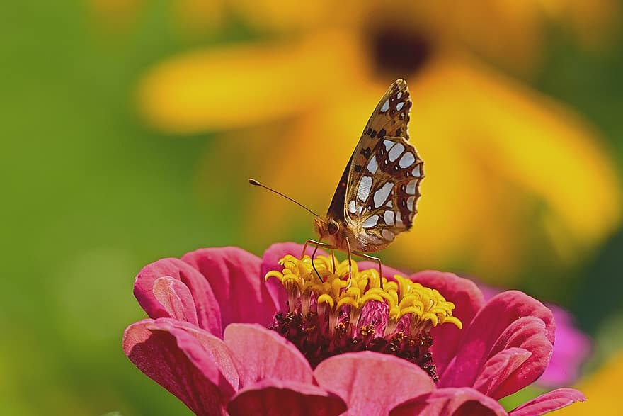 Fritillary, Butterfly, Zinnia, Insect, Wings, Animal, Flower, Plant, Garden, Nature, Summer