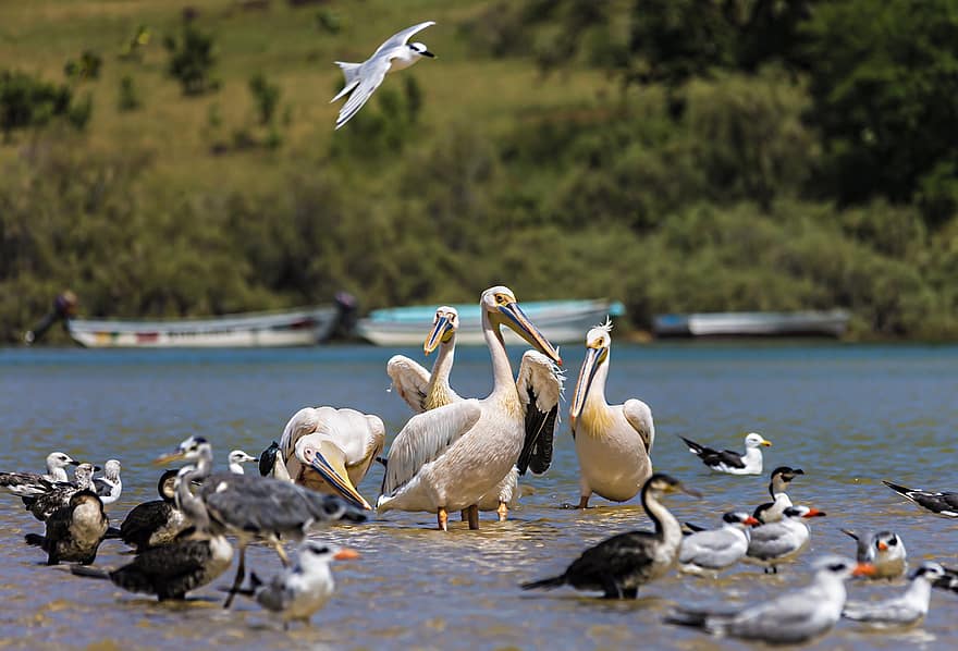ocells, ramat, ornitologia, espècies, fauna, aviària, animals, pelicà, bec, aigua, animals a la natura
