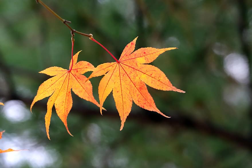 klevo lapas, ruduo, medis, pobūdį, rudenį