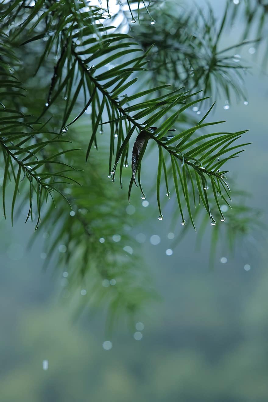 regen, boom, evergreen, weer, natuur, Bos, macro, groene kleur, detailopname, blad, fabriek